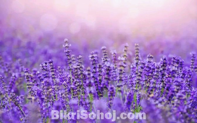 Lavender seeds (ল্যাভোন্ডার বীজ) গাছ প্রেমিরা ইনবক্স